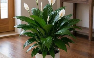 Just 1 Cup Makes Peace Lily Bloom Like Crazy (Even the Ugly Ones)