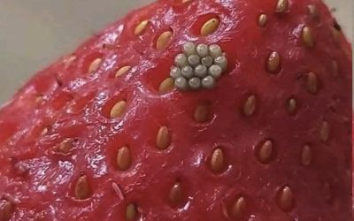 Tiny White Worms in Strawberries? Here’s What They Really Are and Whether Your Berries Are Safe to Eat