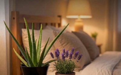 ​”4 Bedroom Plants to Cure Insomnia and Sleep Apnea”