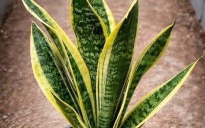 If you have this plant at home, you have… See more