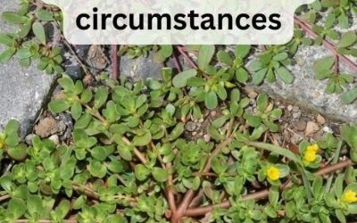 If you see this in your garden, do not break it under any circumstances.
