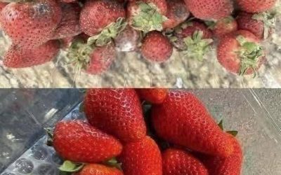 How to Keep Strawberries Fresh Longer: 7 Expert Tips to Prevent Mold and Spoilage
