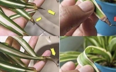 Why do the tips of herbaceous plants turn brown?
