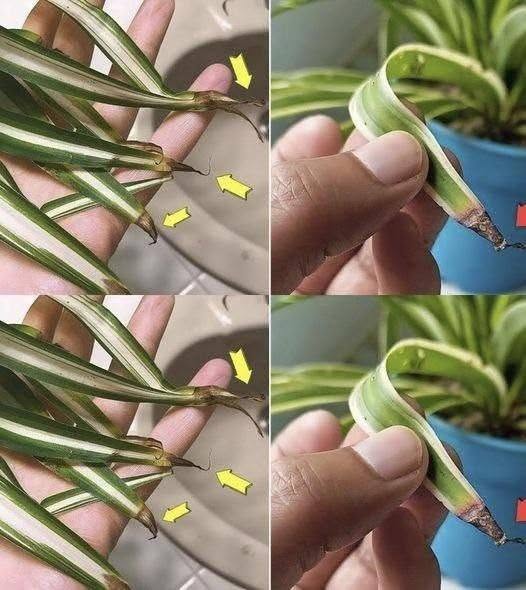 Why do the tips of herbaceous plants turn brown?