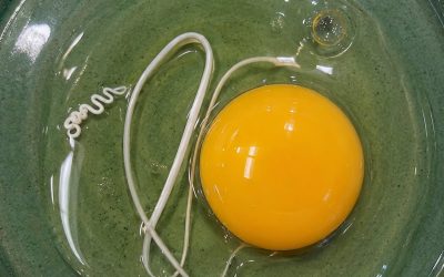 I Thought the White String in My Egg Was Something Dangerous—The Truth Completely Surprised Me