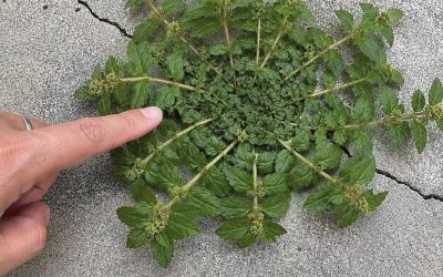 A Plant Highly Valued for Its Properties: Traditional Uses and Benefits Many People Highlight