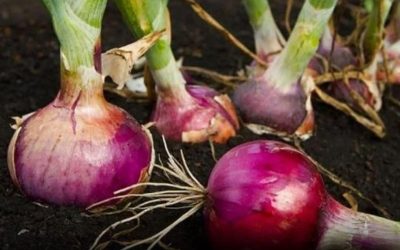 Doctors reveal that eating onion causes…