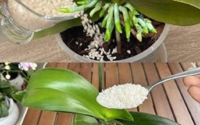 Orchids, Fertilizer Cubes, and Crowded Flowers: The Secret to Thriving Orchids No One Talks About