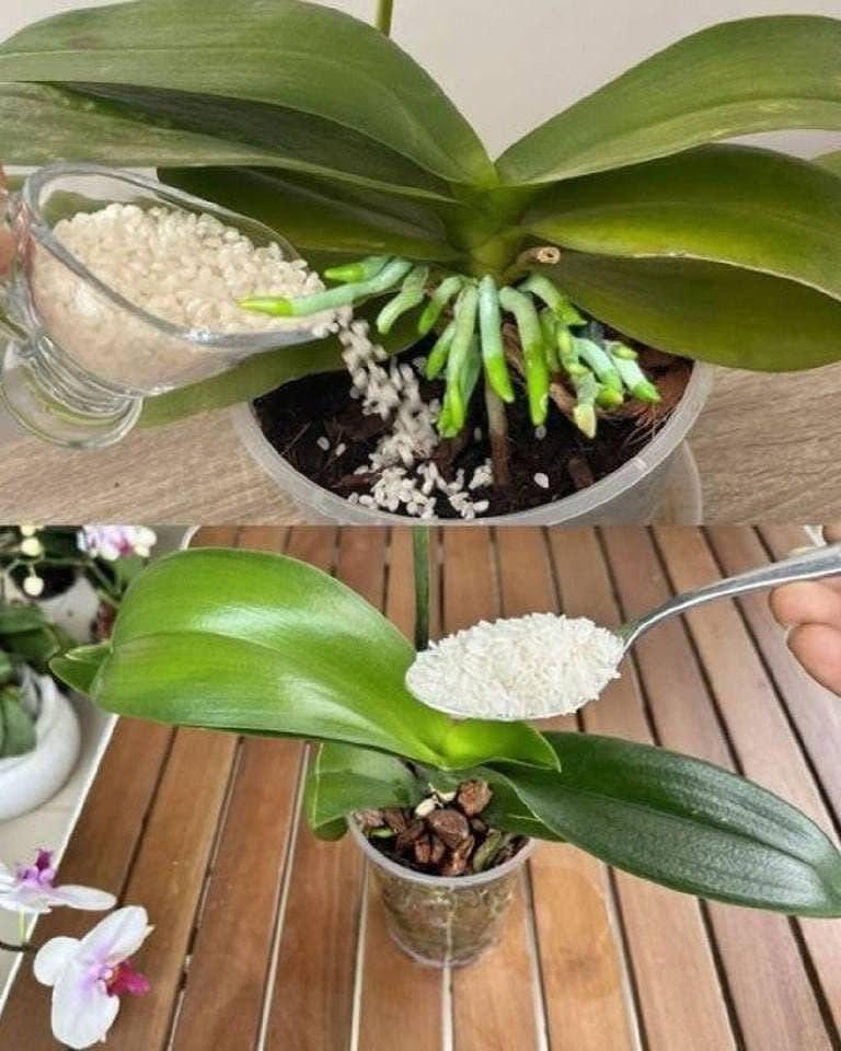 Orchids, Fertilizer Cubes, and Crowded Flowers: The Secret to Thriving Orchids No One Talks About