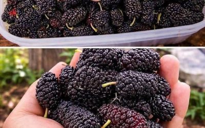 Have you ever tasted it? Do you know what it’s called?