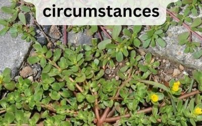 8 Reasons to Leave Purslane Growing — The “Weed” That’s Actually a Superfood!
