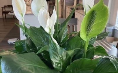 How To Get Your Peace Lily To Flower More