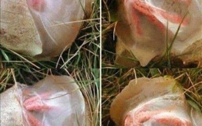 The Strange Discovery in My Garden That Taught Me an Unexpected Lesson