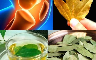 Relieve Joint Pain, Knee Pain, Arthritis, and Osteoarthritis with Bay Leaves