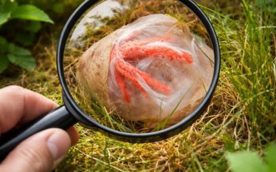 The Strange Discovery in My Garden That Taught Me an Unexpected Lesson