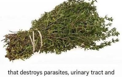 The Power of Oregano Oil: Nature’s Potent Antimicrobial for Parasites, UTIs, and Viruses