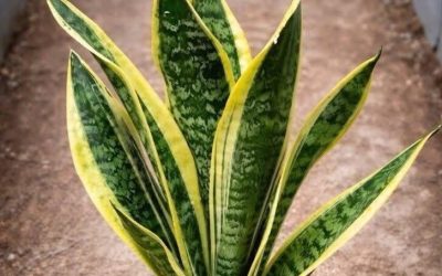 The Power of the Snake Plant: Why Having It in Your Home Is a Blessing