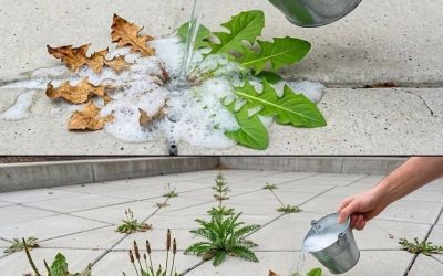 Natural and Powerful Homemade Weed Control