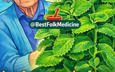 Oregano Oil: How to Use It to Treat Pain, Sores & Infections without Drugs
