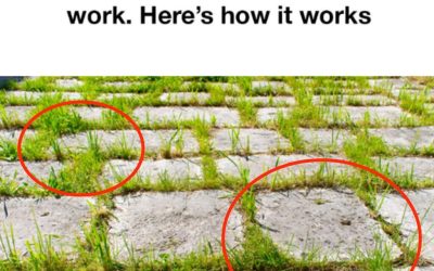 My Grandma’s Simple Driveway Weed Trick: A Natural Way to Keep Cracks Clear