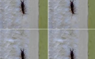 Warning! If you have found this insect in your home, it’s a sign that you need to